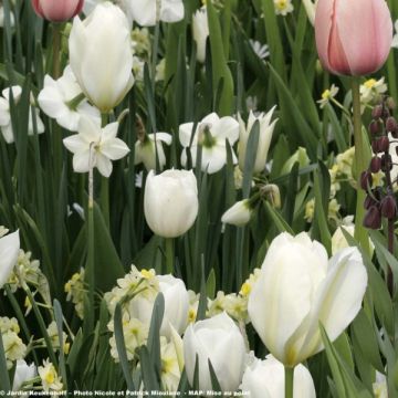 Triumftulppaani Inzell