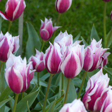Varhainen yksinkertainen tulppaani Lac van R