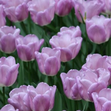 Triumftulppaani Magic Lavender