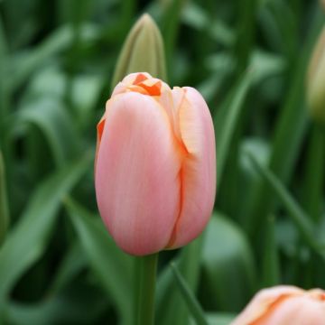 Myöhäinen yksinkertainen tulppaani Menton