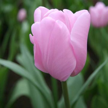 Myöhäinen yksinkertainen tulppaani Pink Diamond