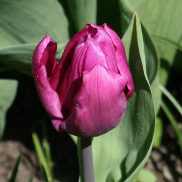 Varhainen yksinkertainen tulppaani Purple Prince