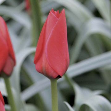 Punabuharantulppaani Red Hunter