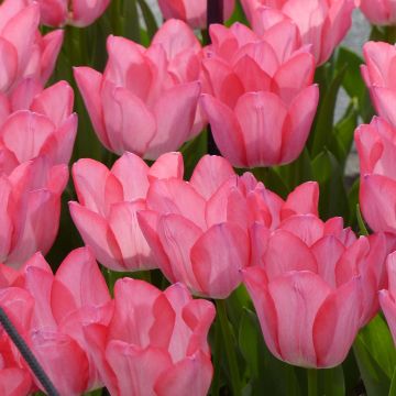 Varhainen yksinkertainen tulppaani Christmas Pearl