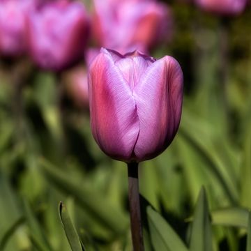 Triumftulppaani Alibi