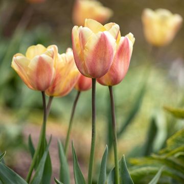 Triumftulppaani Apricot Foxx