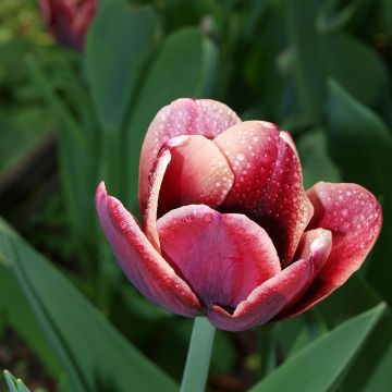 Triumftulppaani Arabian Mistery