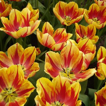 Triumftulppaani Augusta Taurinorum