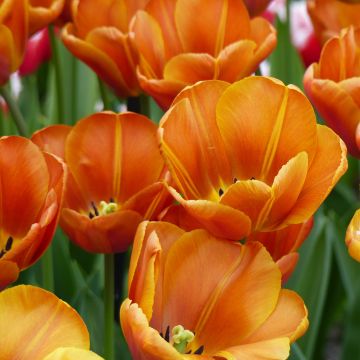 Triumftulppaani Brown Sugar