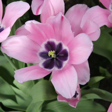 Triumftulppaani Capri Rose