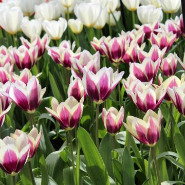 Triumftulppaani Chansonnette