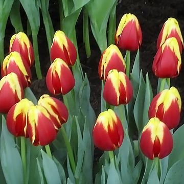 Triumftulppaani Denmark