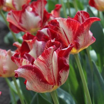Triumftulppaani Flaming Crown