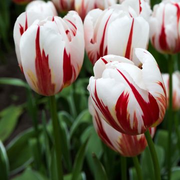 Triumftulppaani Happy Generation