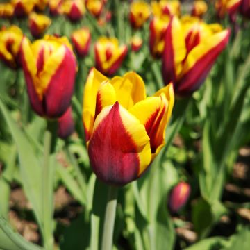 Triumftulppaani Kees Nelis