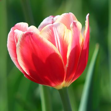 Triumftulppaani Leen van der Mark
