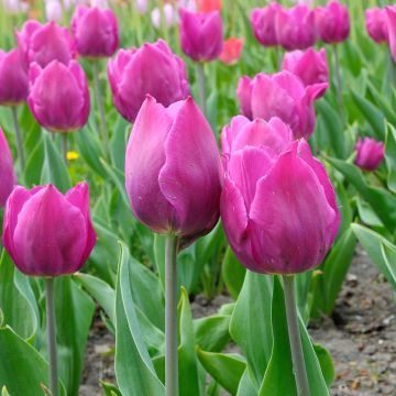 Triumftulppaani Purple Flag