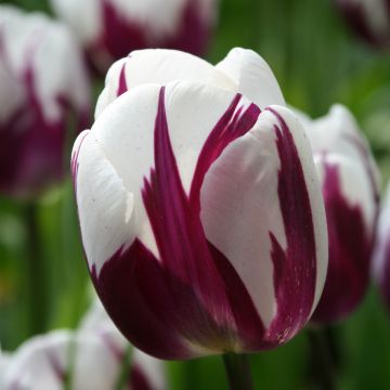 Triumftulppaani Rem's Favourite