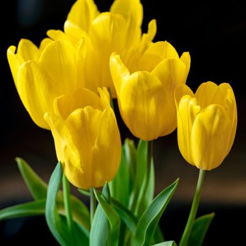 Triumftulppaani Strong Gold