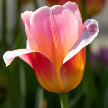 Triumftulppaani Tom Pouce