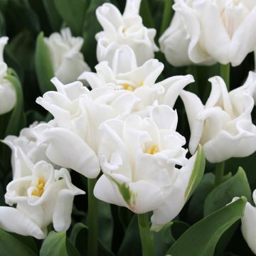 Triumftulppaani White Liberstar