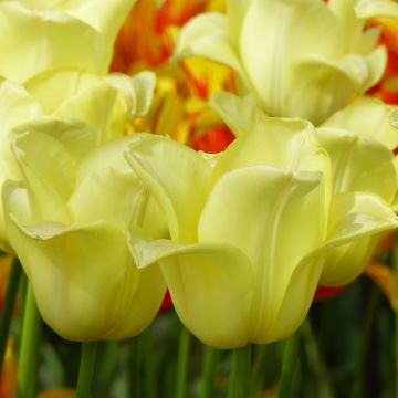 Triumftulppaani World Friendship