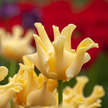 Triumftulppaani Yellow Crown