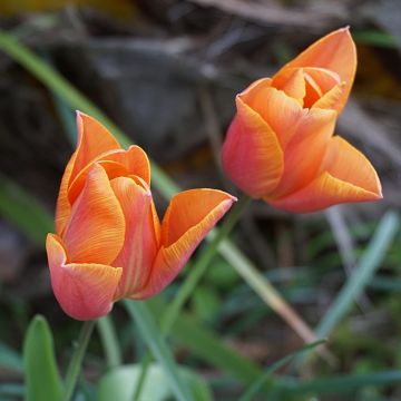 Triumftulppaani Véronique Sanson