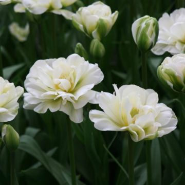 Myöhäinen kerrottu tulppaani White Touch