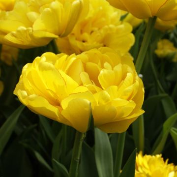 Myöhäinen kerrottu tulppaani Yellow Pomponette