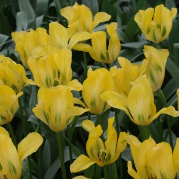 Viherraitatulppaani Yellow Spring Green