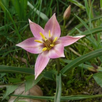 Kasvitieteellinen tulppaani - Tulipa aucheriana