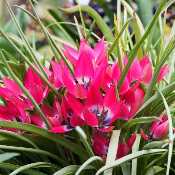 Pikkutulppaani Little Beauty