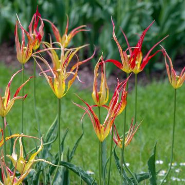 Kasvitieteellinen tulppaani - Tulipa acuminata