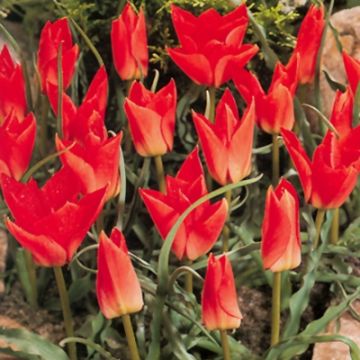 Keltabuharantulppaani Red Gem
