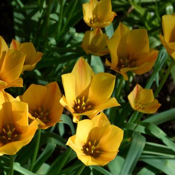 Punabuharantulppaani Yellow Jewel