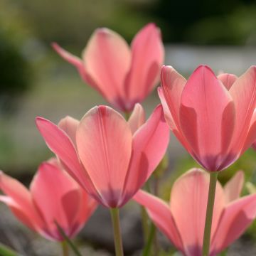 Italiantulppaani Annika
