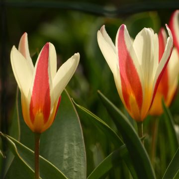 Italiantulppaani Cynthia