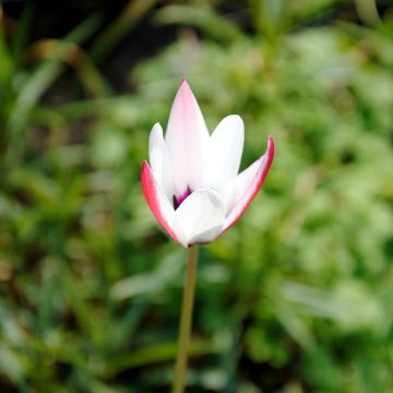 Italiantulppaani Peppermint Stick