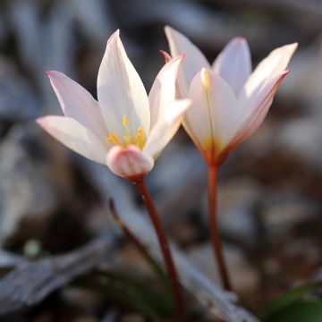 Kasvitieteellinen tulppaani Hilde