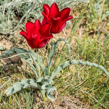 Kasvitieteellinen tulppaani - Tulipa eichleri