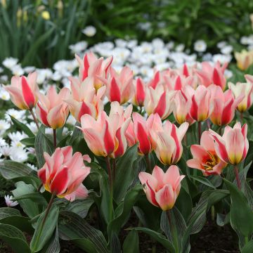 Greigii-tulppaani Mary Ann