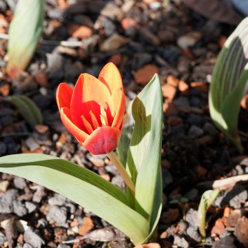 Greigii-tulppaani Chaperon Rouge Double