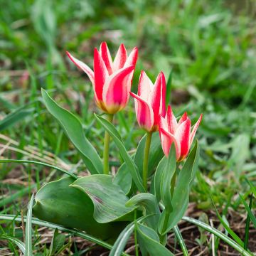Greigii-tulppaani Pinocchio