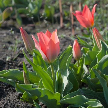 Greigii-tulppaani Toronto
