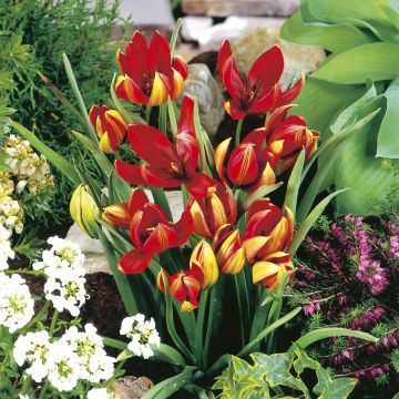 Kasvitieteellinen tulppaani - Tulipa hageri