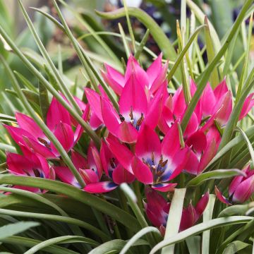 Tähtitulppaani - Tulipa humilis