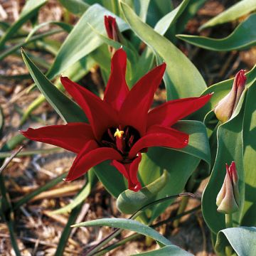 Tähtitulppaani - Tulipa ingens
