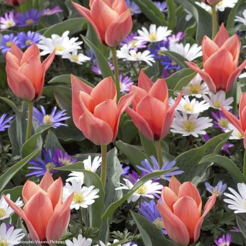 Lummetulppaani Fritz Kreisler