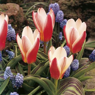 Lummetulppaani Heart's Delight
